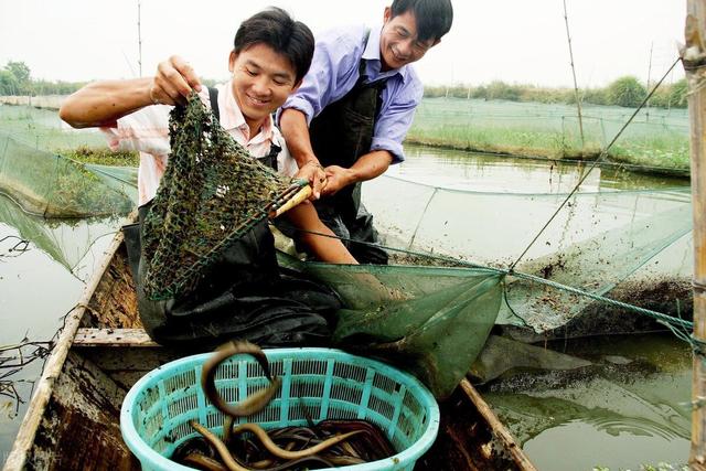 养殖一亩黄鳝成本和利润各是多少，养殖黄鳝如何才能提高产量？