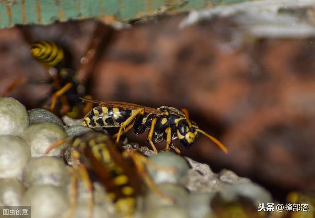 新手养蜂，养殖胡蜂的前景如何？这些几种事项都是重点