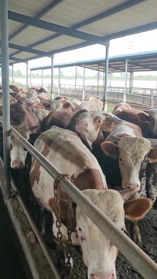 从牛类养殖业规模化来看，有什么现存问题和应对策略？