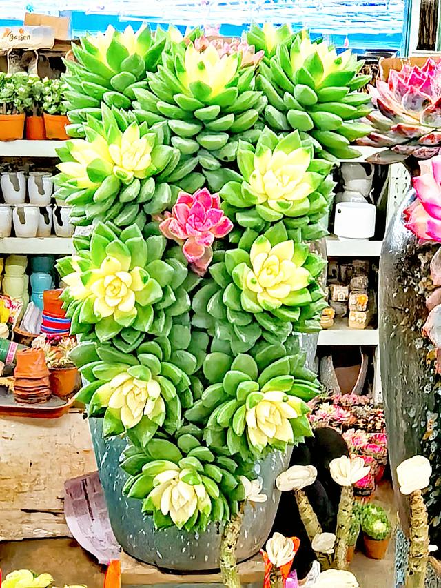 云南昆明：有个亚洲最大的花卉市场，花卉1600多种，是国家3A景区