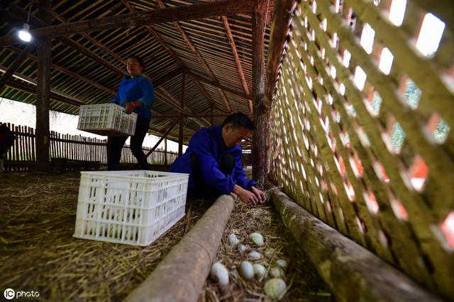 农村养殖户注意了！蛋鸭养殖有技巧，做好这点四点，能轻松不少