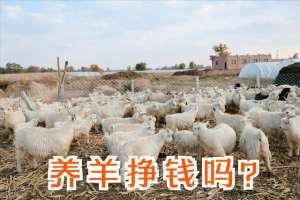 肉羊养殖效益分析(算一笔账：农村养50只羊，25只母羊25只公羊，一年有多少利润？)