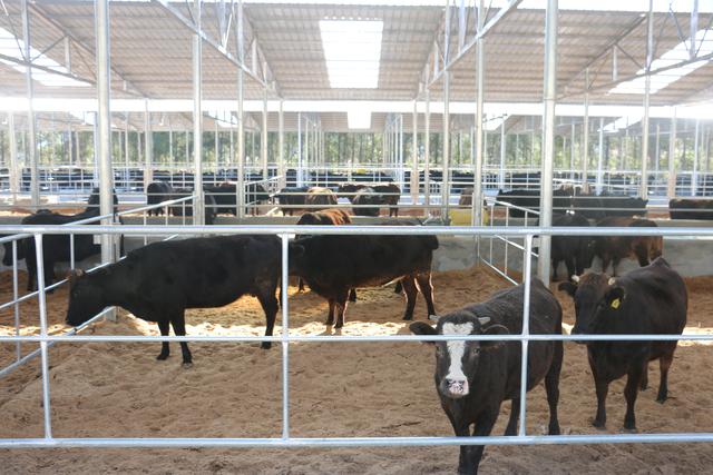南丹县：围绕肉牛优势产业 做好“牛”文章