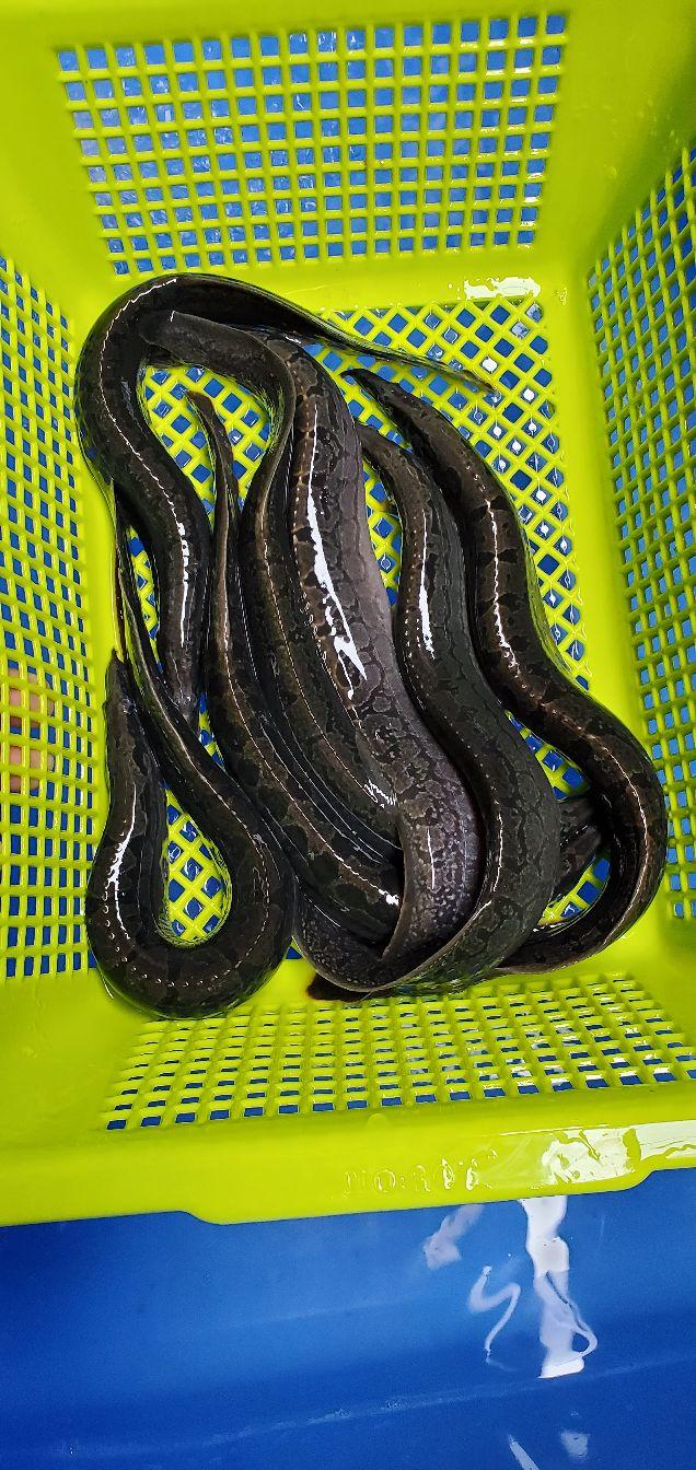 大刺鳅高密度养殖