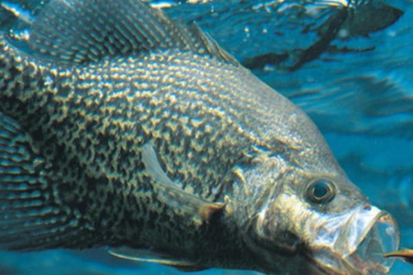 鳜鱼养殖利润深度分析，饵料占比80%是最大成本 附鳜鱼养殖技术