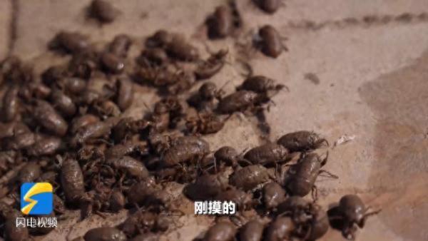 济南有个“金蝉村”，家家养蝉，一晚上能抓10多万只！