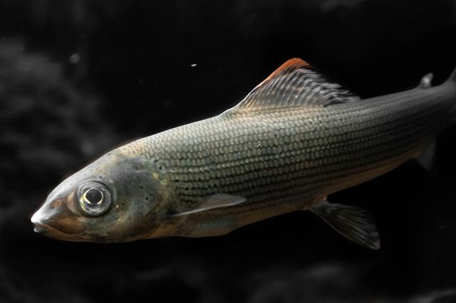 抗生素超标的鱼虾您敢吃吗？水产养殖自身污染到底有多严重？