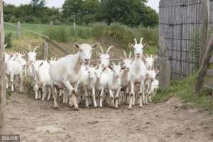 兰德瑞斯羊养殖(如何提高肉羊繁殖能力？具体途径和措施分享)
