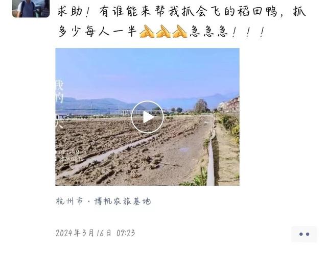 稻田鸭变野鸭，杭州一农场主发布“抓鸭悬赏令”，抓的一半免费送