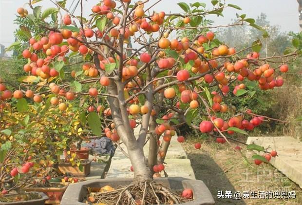盆栽苹果树可观花、观果、品果，如何正确养殖才能硕果累累？