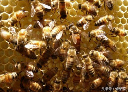 意蜂养殖，如何建立一个三王群？老蜂农快速繁蜂必用手法