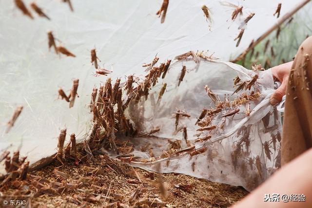 蚂蚱的养殖方法