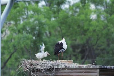 东方白鹳、黑天鹅、苍鹭等鸟类进入繁殖季 春夏之交，太原动物园“生”机勃勃