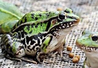 华农园青蛙养殖如何提高青蛙养殖存活率低