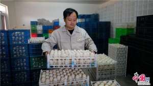 北京昌平鸭子养殖基地(三农科普｜ 北京烤鸭的食材选用及种鸭培育)