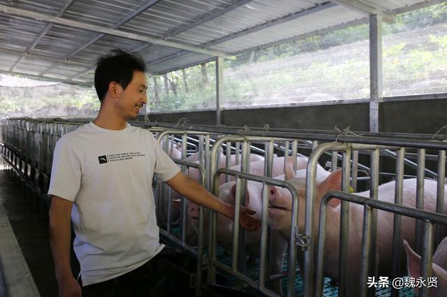 夫妻深山养猪：从8头猪到一年卖出3千头，看他们是怎么做到的