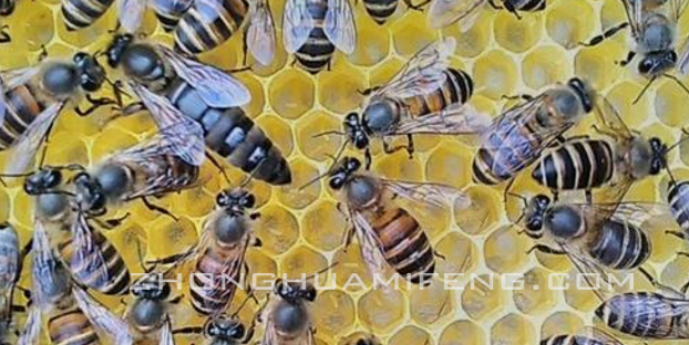 蜜蜂养殖管理技术探析
