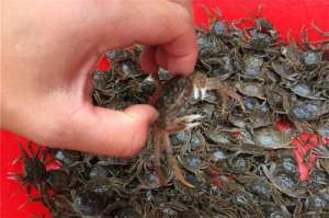 如何养殖河蟹(河蟹的养殖技术)