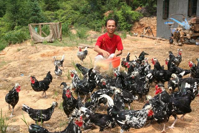 贵妃鸡的高效益养殖技术重点