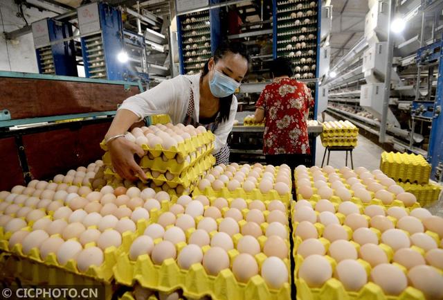 河北邯郸：规模化蛋鸡养殖助农增收