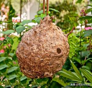 蜂蛹怎么养殖(中国农民有方法，马蜂养殖收益高，一斤蜂蛹能卖60元一斤)