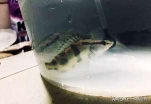 石斑鱼可以淡水养殖