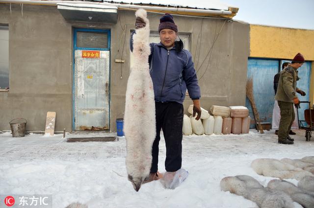 内蒙古北极狐养殖户开启丰收季 一张狐皮赚200最高获利数百万