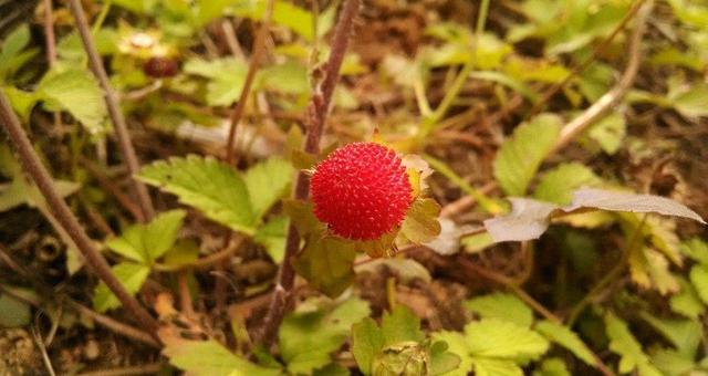 蛇莓就是野草莓吗，在家养殖的话，需要注意什么