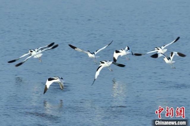 大量候鸟飞抵江西进贤马咀湖栖息、觅食