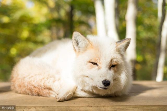 狐狸养殖要学会判断发病状况，及常见病症防治，才能取得效益