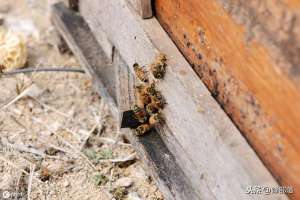 养殖蜜蜂工具(蜜蜂养殖，怎样选择养蜂用具？选择好了，养蜂事半功倍)