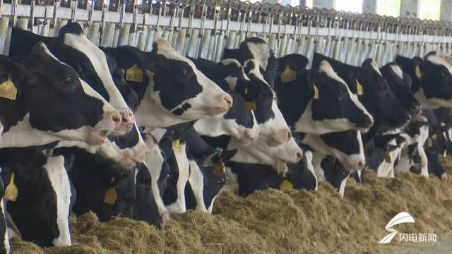 奶牛存栏量将达到10000头！大项目推动潍坊临朐县畜牧业转型升级