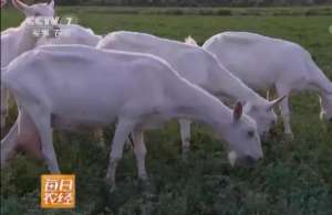 浙江省山羊养殖场(【喜讯】千亿级奶山羊产业形势看好，羊乳之都世界闻名)
