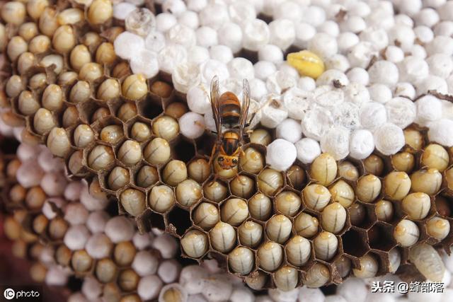 驯养野生胡蜂能不能赚钱？老蜂农：养殖胡蜂更有前途