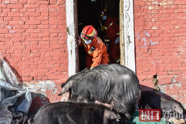 内蒙古一猪圈塌陷，消防救出上百头黑猪，部分“二师兄”体验高空吊救