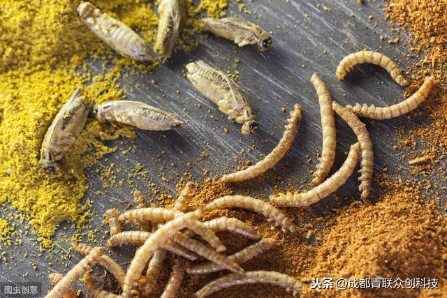 很多人都说黄粉虫很赚钱，到底该怎么养殖？
