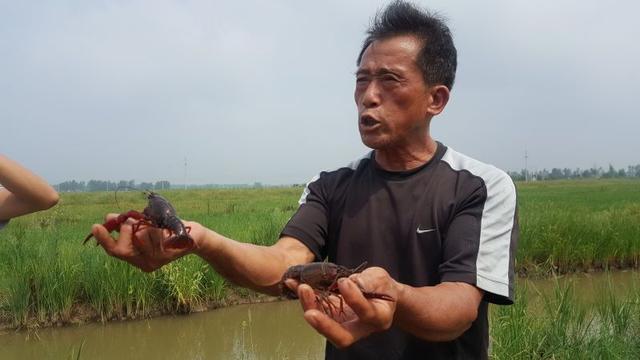 是什么原因让“北潢川”的小龙虾养殖，陷入困境？