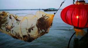 中国螃蟹养殖网(汇天下好蟹于一都，年销售额近8亿元全国700多家“螃蟹银行”，只为提供真正好蟹)