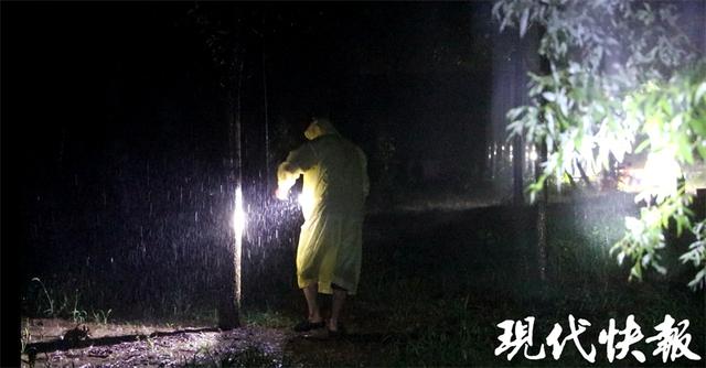 灯光闪闪林中“淘金”，徐州小镇金蝉收获季有人收入百万