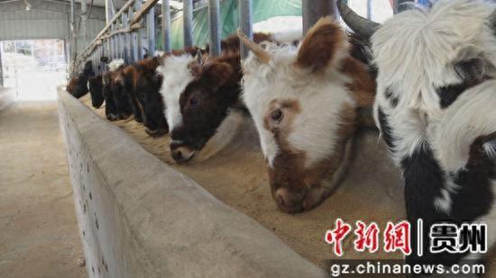 贵州三都：“藏牦牛”养殖赋能乡村振兴