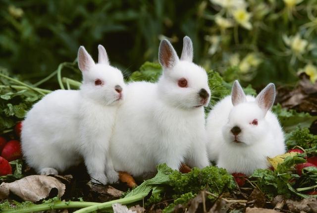 兽医老王谈养兔技术，应该从四个方面入手