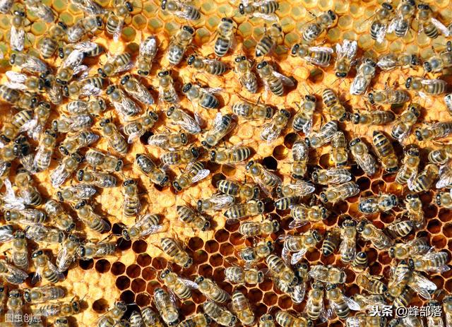 新手现在开始养蜂，有没有发展前景？由这3个事项综合判断