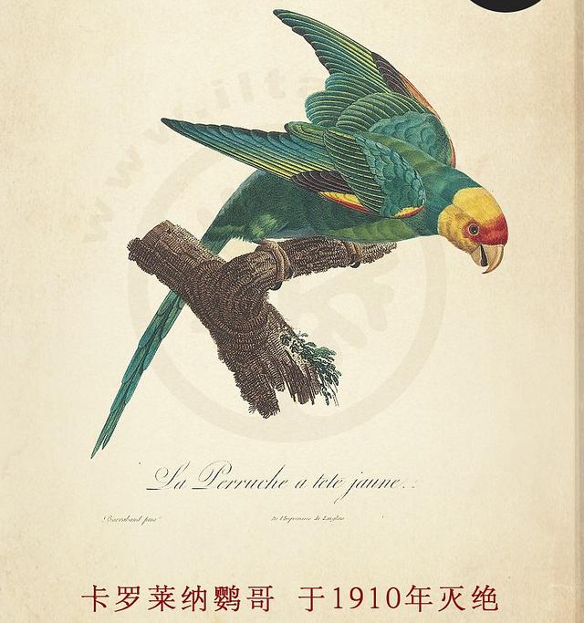 百年来灭绝的17种最美飞鸟