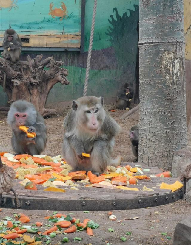 鼠年看鼠！石家庄动物园再添新面孔 魔王松鼠、叙利亚鼠、豚鼠、水豚……