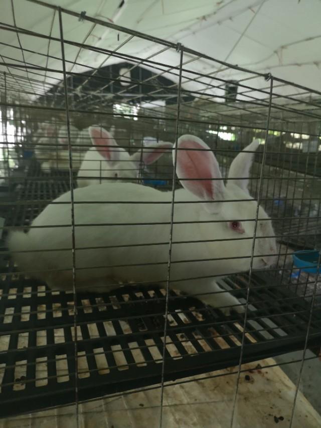 老养殖户给新手养兔的忠告：这些问题你不知道，千万不要养兔子
