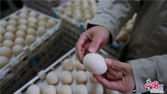 三农科普｜ 北京烤鸭的食材选用及种鸭培育