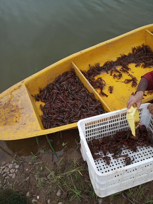 辟谣：为什么说在小龙虾养殖过程中，em菌液不可以无限使用？