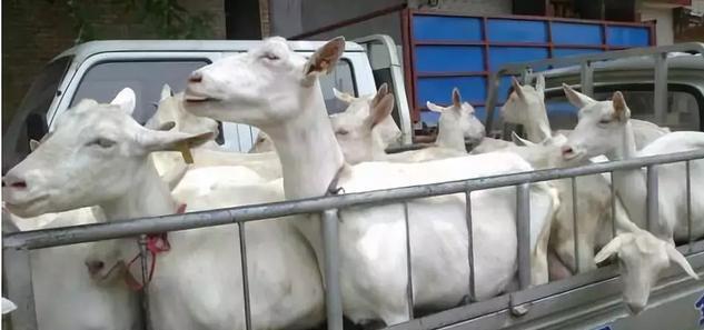 【喜讯】千亿级奶山羊产业形势看好，羊乳之都世界闻名！