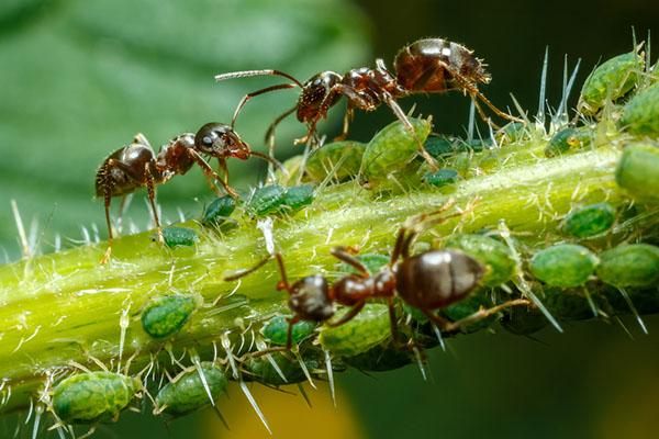 神奇的蚂蚁！不仅可以种植水果，还进行放牧，养殖真菌？