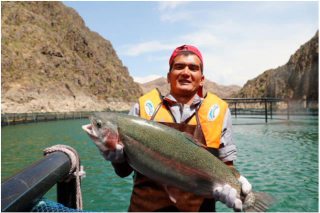 喜获丰收！新疆三文鱼是如何养成的？